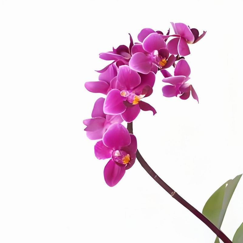 蔬菜配送價格,東莞蔬菜配送,食材配送